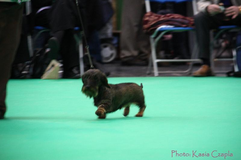 Crufts2011_2 1000.jpg